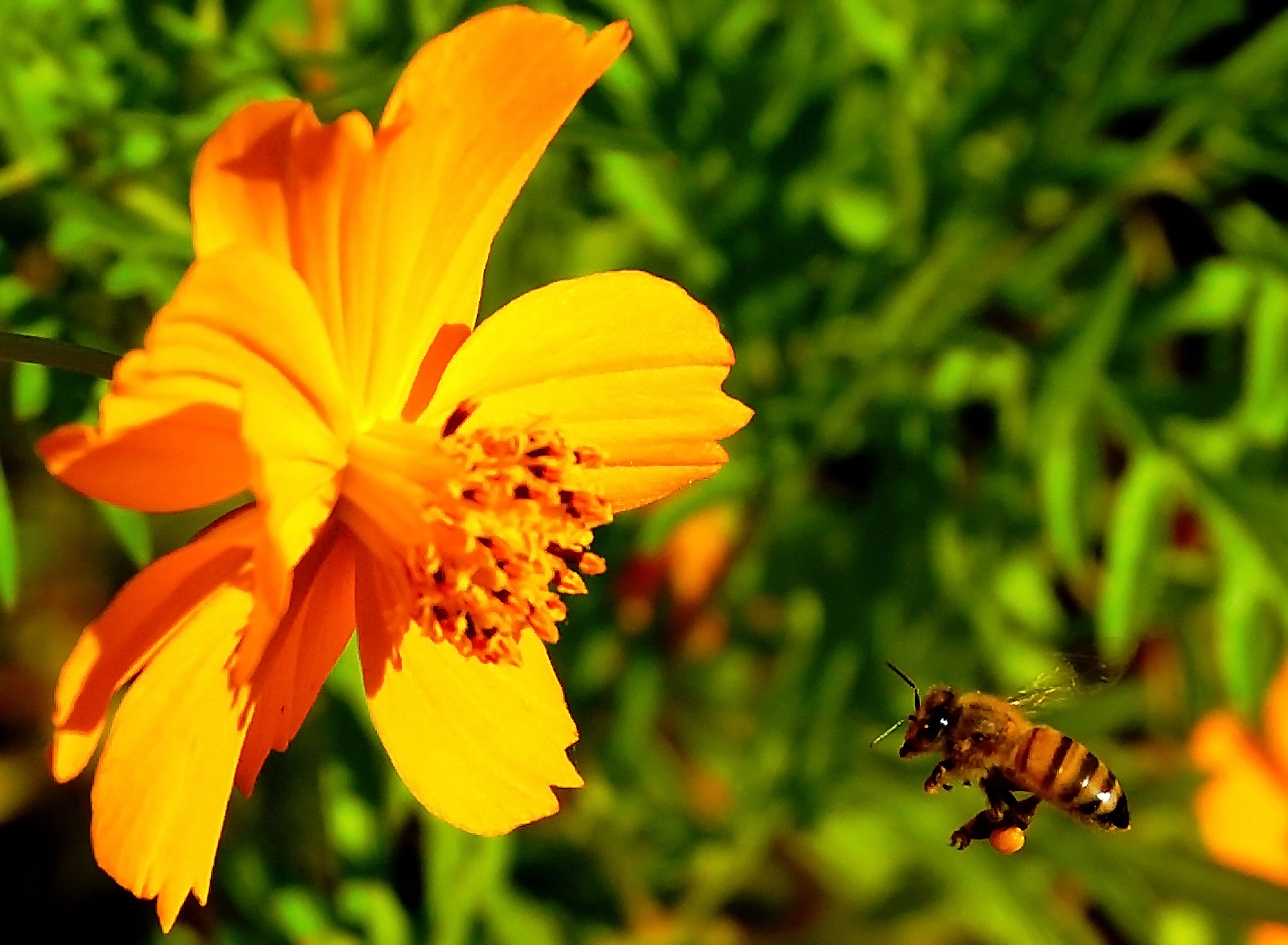 Honey bee approaching a golden flower