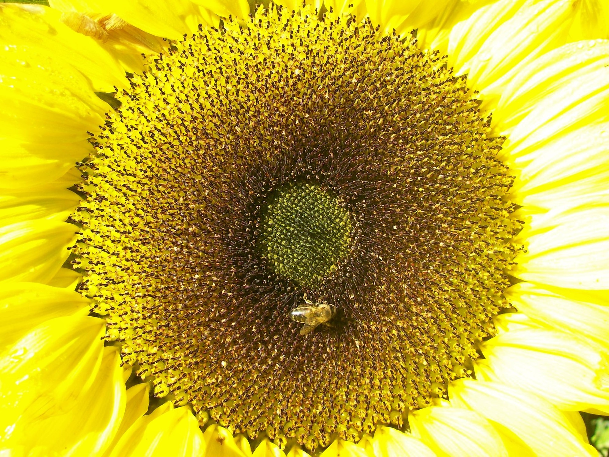 Honey bee visiting a sunflower