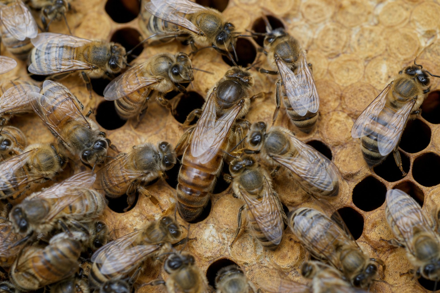 Representative queen honey bee surrounded by workers on comb