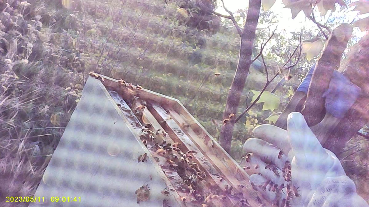 A close view through a beekeeper’s veil of hands working beside an open hive